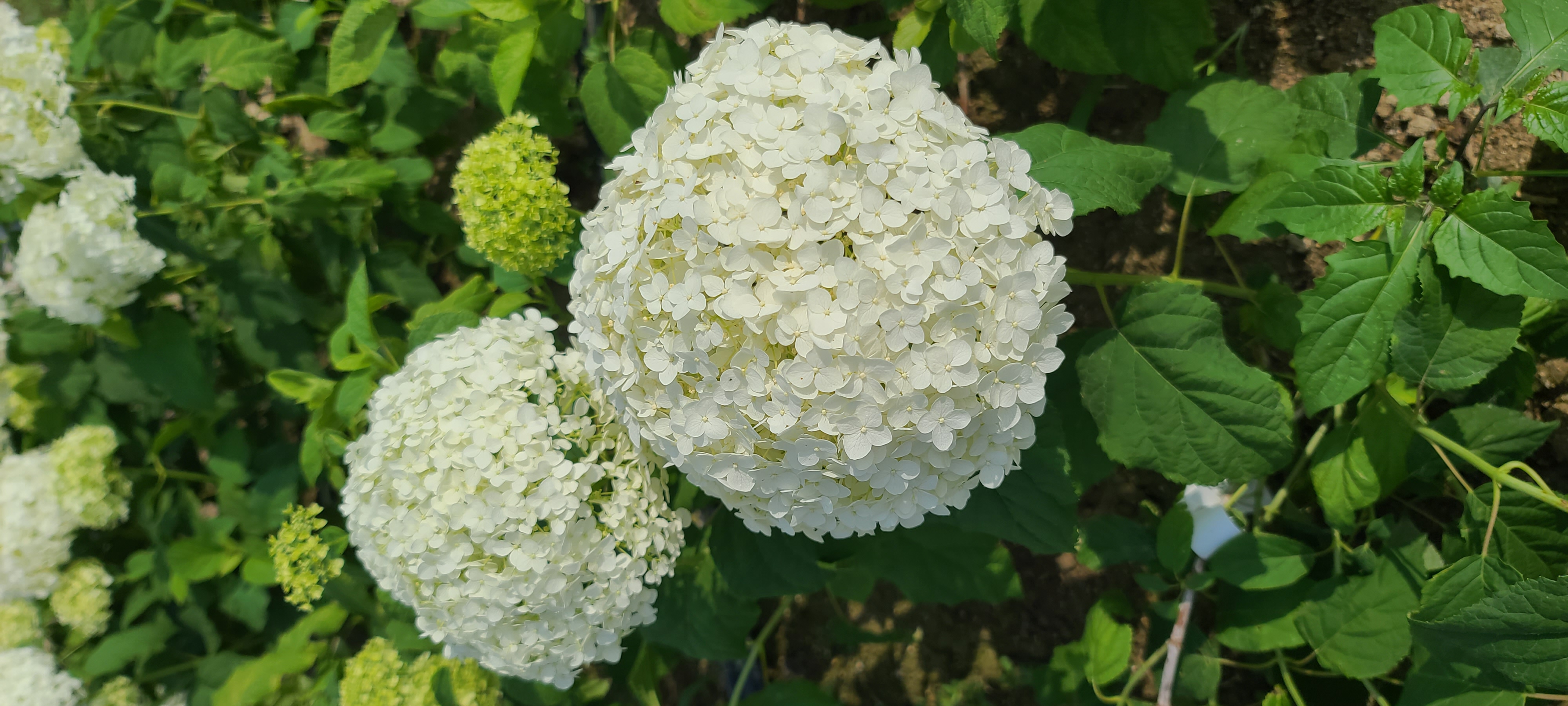 Hydrangea arborescens 'Annabelle'